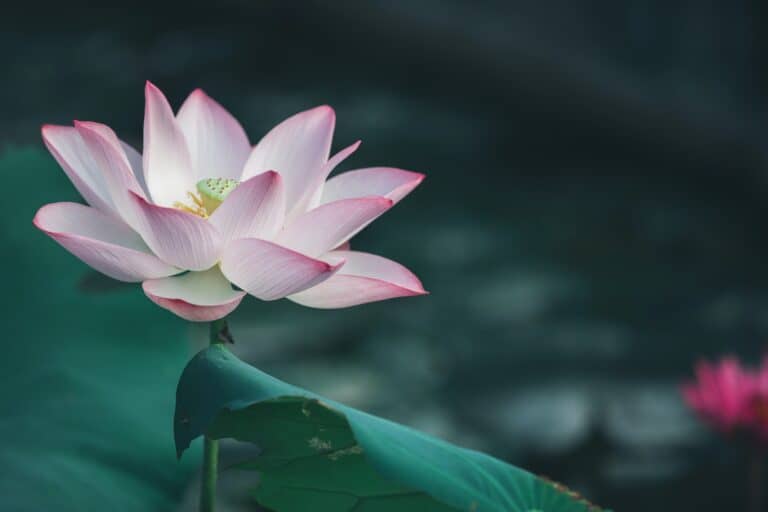 Lotus Flower in pond