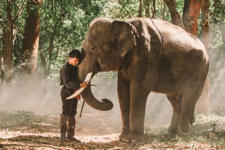 trainer with elephant that has ankle chain that holds him back